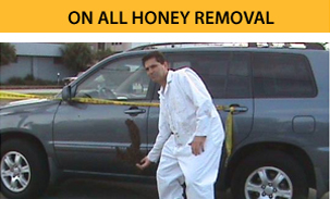 bee-removal