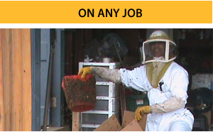 bee-removal1